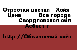 Отростки цветка  “Хойя“ › Цена ­ 300 - Все города  »    . Свердловская обл.,Асбест г.